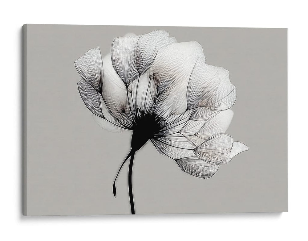 Blanco y negro de diente de leon - DIEGO D L | Cuadro decorativo de Canvas Lab