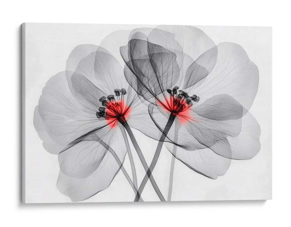 Flores transparentes - Cecilia Flores | Cuadro decorativo de Canvas Lab