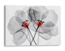Flores transparentes - Cecilia Flores | Cuadro decorativo de Canvas Lab