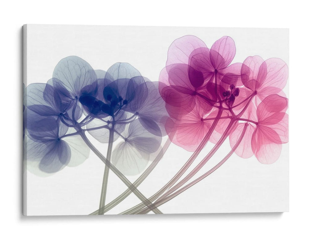 Flores bicolor - Cecilia Flores | Cuadro decorativo de Canvas Lab