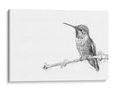 Colibrí - DIEGO D L | Cuadro decorativo de Canvas Lab