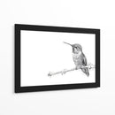 Colibrí - DIEGO D L | Cuadro decorativo de Canvas Lab