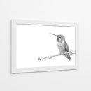 Colibrí - DIEGO D L | Cuadro decorativo de Canvas Lab