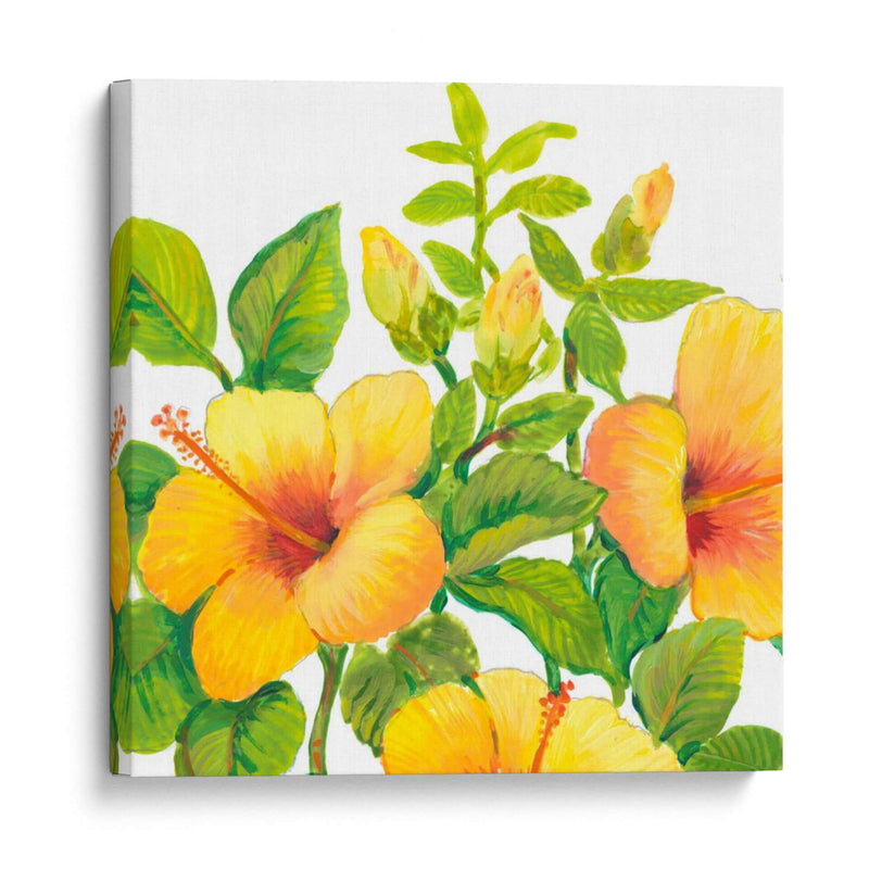 Acuarela Hibiscus I - Tim OToole | Cuadro decorativo de Canvas Lab