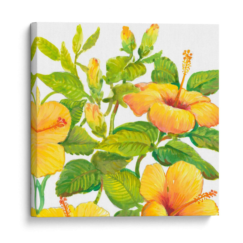 Acuarela Hibiscus Ii - Tim OToole | Cuadro decorativo de Canvas Lab