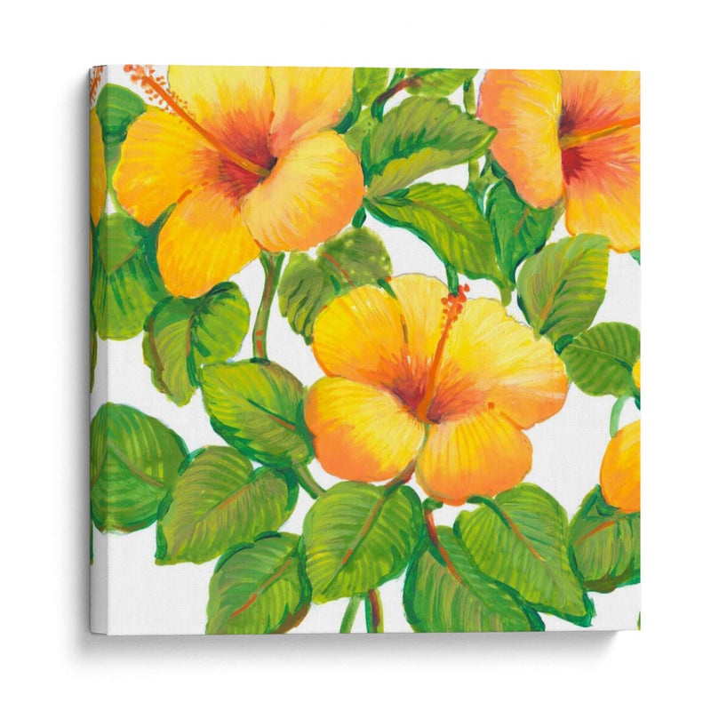 Acuarela Hibiscus Iii - Tim OToole | Cuadro decorativo de Canvas Lab