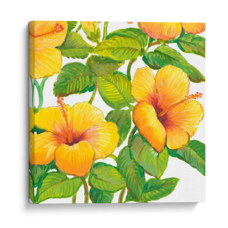 Acuarela Hibiscus Iv - Tim OToole | Cuadro decorativo de Canvas Lab