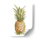 Boceto De Piña Ii - Ethan Harper | Cuadro decorativo de Canvas Lab