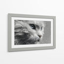Gatito - DIEGO D L | Cuadro decorativo de Canvas Lab