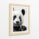 Pandas - DIEGO D L | Cuadro decorativo de Canvas Lab