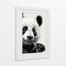 Pandas - DIEGO D L | Cuadro decorativo de Canvas Lab