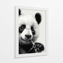 Pandas - DIEGO D L | Cuadro decorativo de Canvas Lab