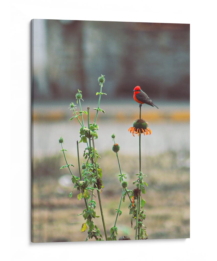 Ave posando sobre una flor  - ALEJANDRE PHOTOGRAPHY | Cuadro decorativo de Canvas Lab
