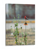 Ave posando sobre una flor  - ALEJANDRE PHOTOGRAPHY | Cuadro decorativo de Canvas Lab