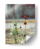 Ave posando sobre una flor  - ALEJANDRE PHOTOGRAPHY | Cuadro decorativo de Canvas Lab