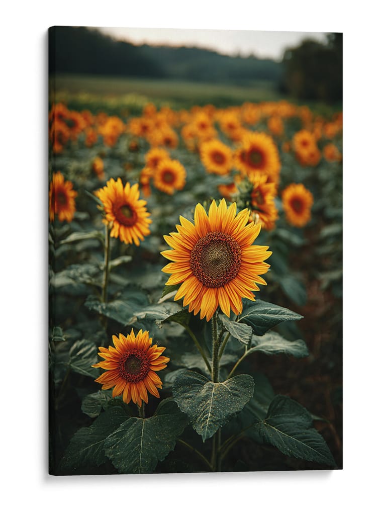 Giran al sol - DIEGO D L | Cuadro decorativo de Canvas Lab