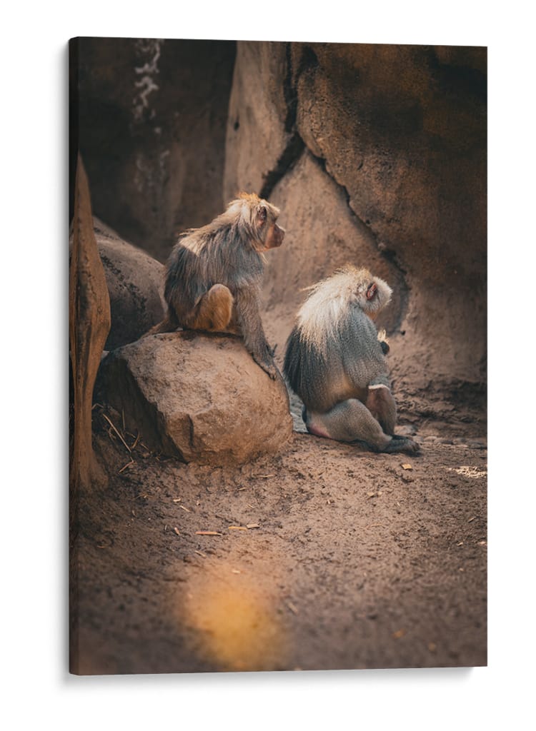 SERENIDAD ENTRE PRIMATES - jonathanmp21 | Cuadro decorativo de Canvas Lab