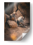 SERENIDAD ENTRE PRIMATES - jonathanmp21 | Cuadro decorativo de Canvas Lab