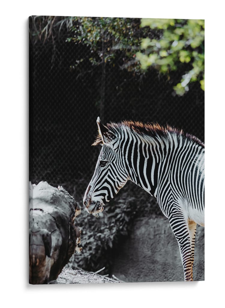 RAYAS EN ARMONIA - jonathanmp21 | Cuadro decorativo de Canvas Lab