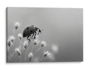 Insecto primaveral - DIEGO D L | Cuadro decorativo de Canvas Lab