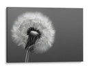 Florecer - DIEGO D L | Cuadro decorativo de Canvas Lab