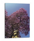 jacaranda - E Ordóñez | Cuadro decorativo de Canvas Lab