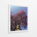 jacaranda - E Ordóñez | Cuadro decorativo de Canvas Lab