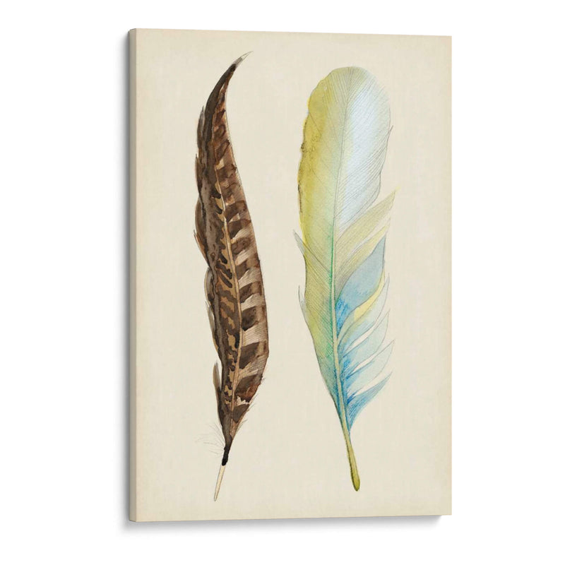 Plumaje Ii - Alicia Ludwig | Cuadro decorativo de Canvas Lab