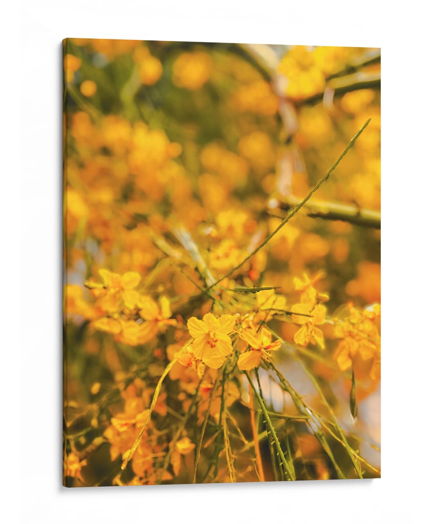 Flores amarillas - E Ordóñez | Cuadro decorativo de Canvas Lab