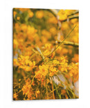 Flores amarillas - E Ordóñez | Cuadro decorativo de Canvas Lab