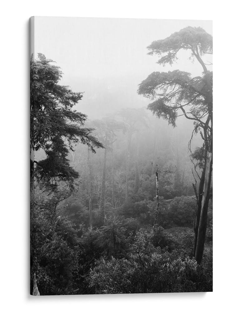 Bosque Con Neblina - Blanco y Negro - Wandering Pixels Co. | Cuadro decorativo de Canvas Lab