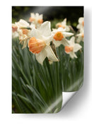 Flores Blancas y Durazno en el Jardín - Wandering Pixels Co. | Cuadro decorativo de Canvas Lab