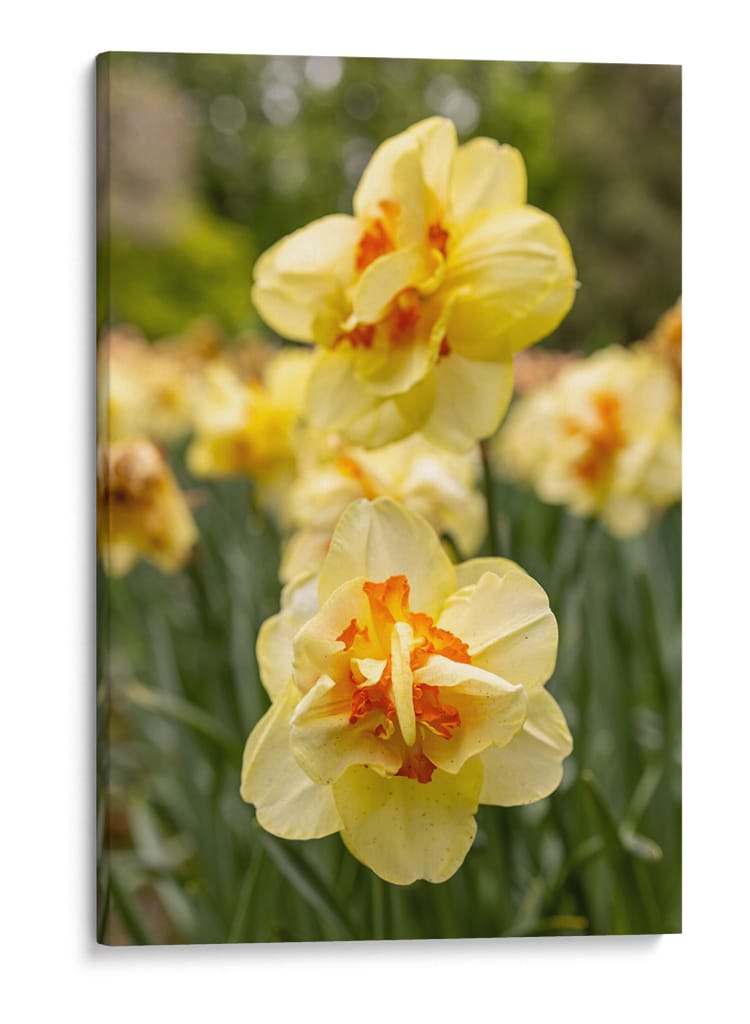 Flores Amarillas y Naranjas en Plena Floración - Wandering Pixels Co. | Cuadro decorativo de Canvas Lab