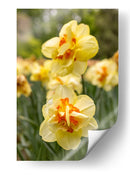 Flores Amarillas y Naranjas en Plena Floración - Wandering Pixels Co. | Cuadro decorativo de Canvas Lab