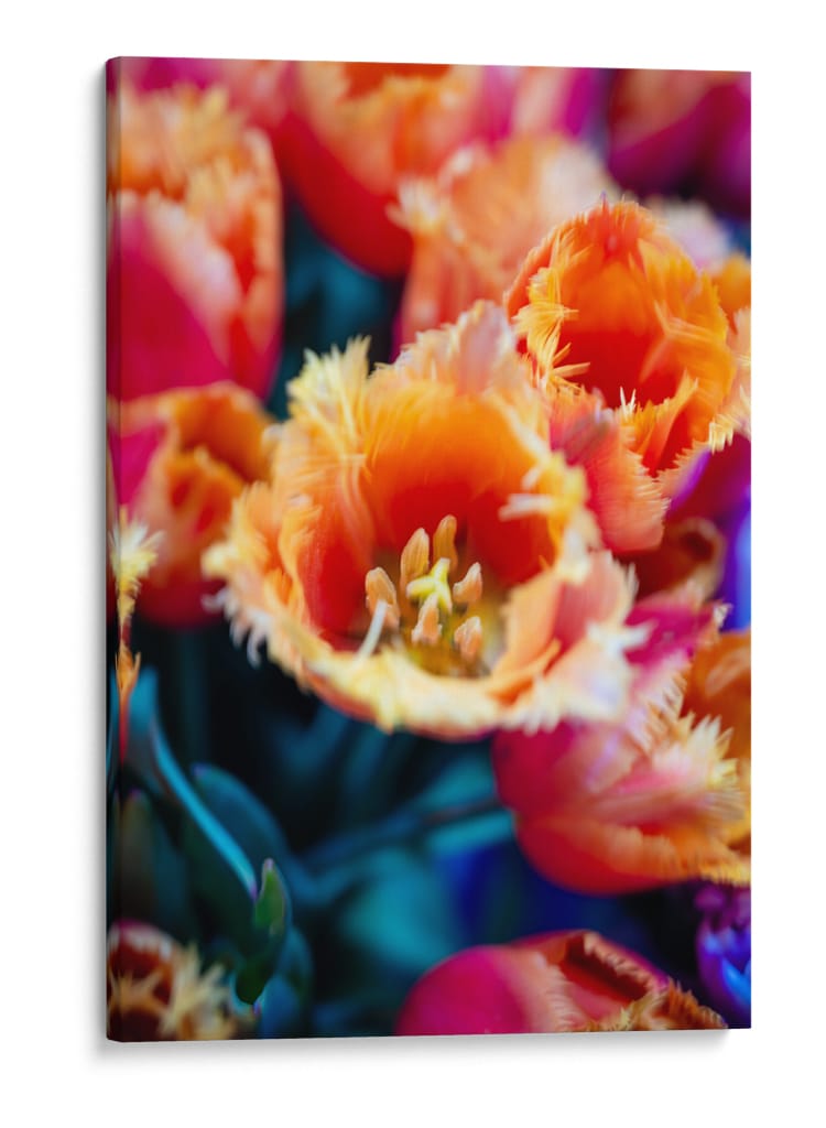 El Tulipan - Wandering Pixels Co. | Cuadro decorativo de Canvas Lab