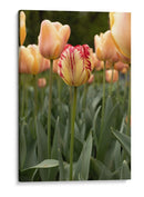 Tulipán Rojo y Amarillo entre Tulipanes Durazno - Wandering Pixels Co. | Cuadro decorativo de Canvas Lab