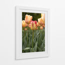 Tulipán Rojo y Amarillo entre Tulipanes Durazno - Wandering Pixels Co. | Cuadro decorativo de Canvas Lab