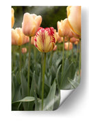 Tulipán Rojo y Amarillo entre Tulipanes Durazno - Wandering Pixels Co. | Cuadro decorativo de Canvas Lab