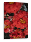 Flores Rojas con Gotas de Lluvia y Abeja - Wandering Pixels Co. | Cuadro decorativo de Canvas Lab