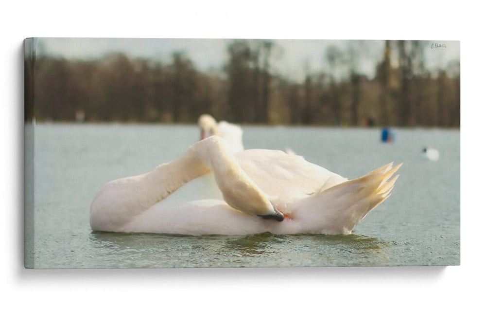 Cisne - E Ordóñez | Cuadro decorativo de Canvas Lab