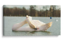 Cisne - E Ordóñez | Cuadro decorativo de Canvas Lab