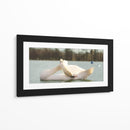Cisne - E Ordóñez | Cuadro decorativo de Canvas Lab