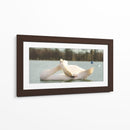 Cisne - E Ordóñez | Cuadro decorativo de Canvas Lab