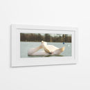 Cisne - E Ordóñez | Cuadro decorativo de Canvas Lab