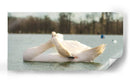 Cisne - E Ordóñez | Cuadro decorativo de Canvas Lab