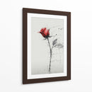 Rosas - DIEGO D L | Cuadro decorativo de Canvas Lab