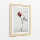 Rosas - DIEGO D L | Cuadro decorativo de Canvas Lab