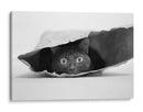 Gato Negro Curioso - Jeremy Holthuysen | Cuadro decorativo de Canvas Lab