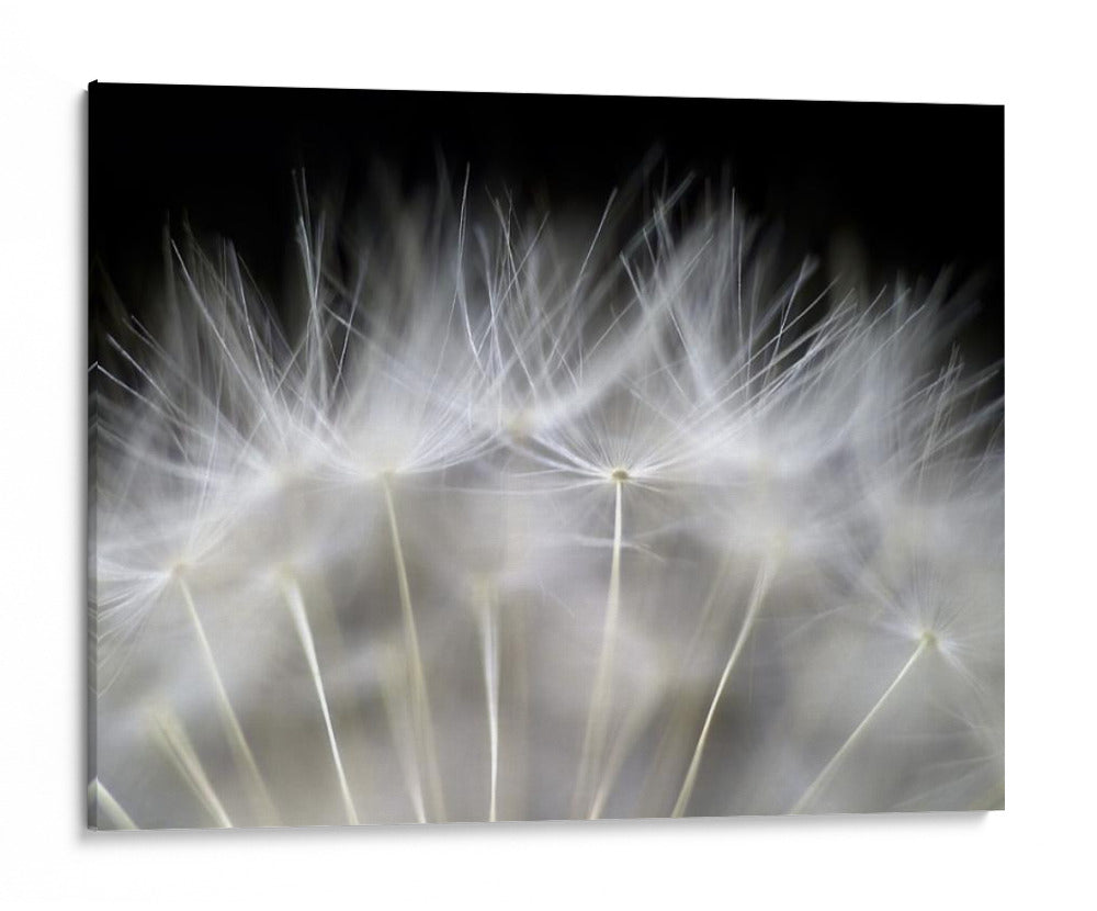 Delicadas semillas de diente de león - Peter Fallberg | Cuadro decorativo de Canvas Lab