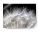 Delicadas semillas de diente de león - Peter Fallberg | Cuadro decorativo de Canvas Lab
